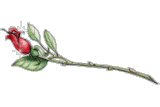[TURose.gif]